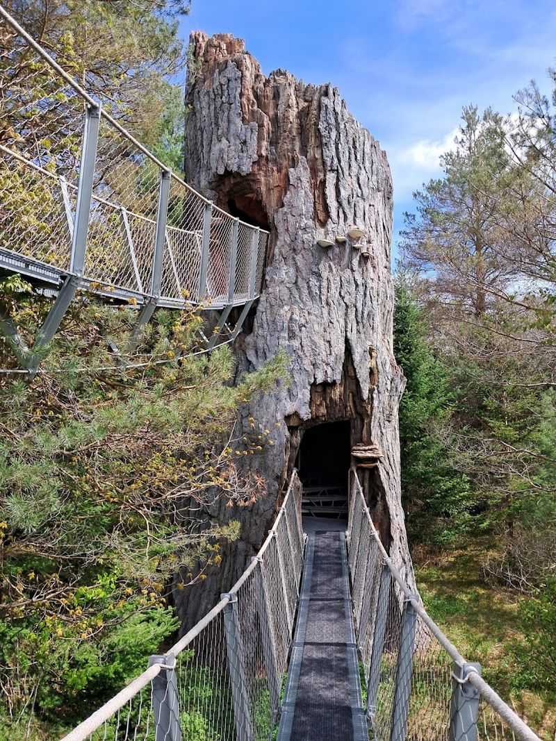 The Wild Center And Wild Walk