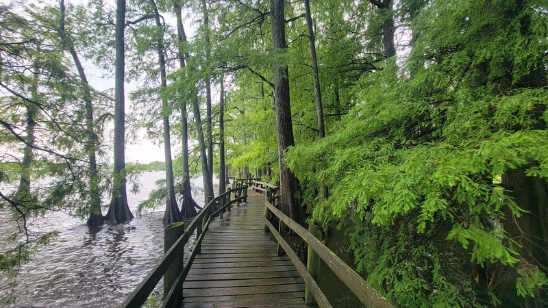 Visit Reelfoot Lake At Sunrise, Tiptonville