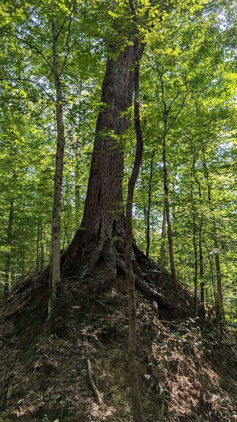 Sunken Trace Road