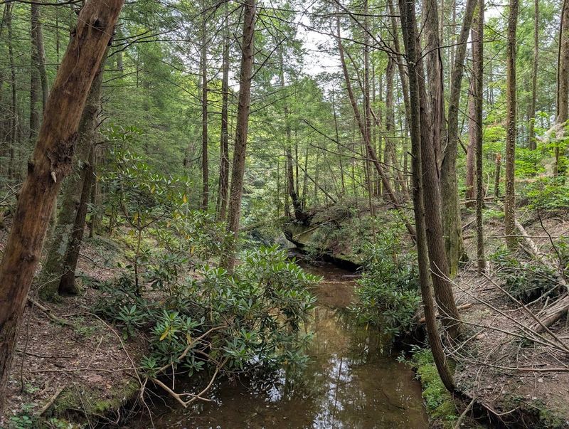 Salamanders, Shrews, And The Animals Most Visitors Never Notice
