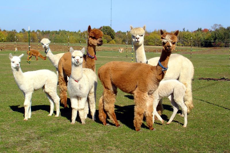 LondonDairy Alpaca Ranch, Two Rivers