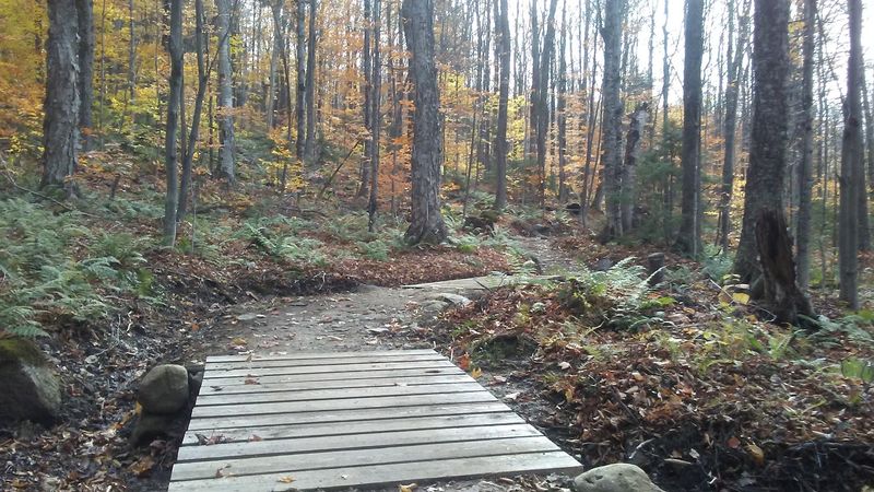 Wildlife Spotting Opportunities In Vermont