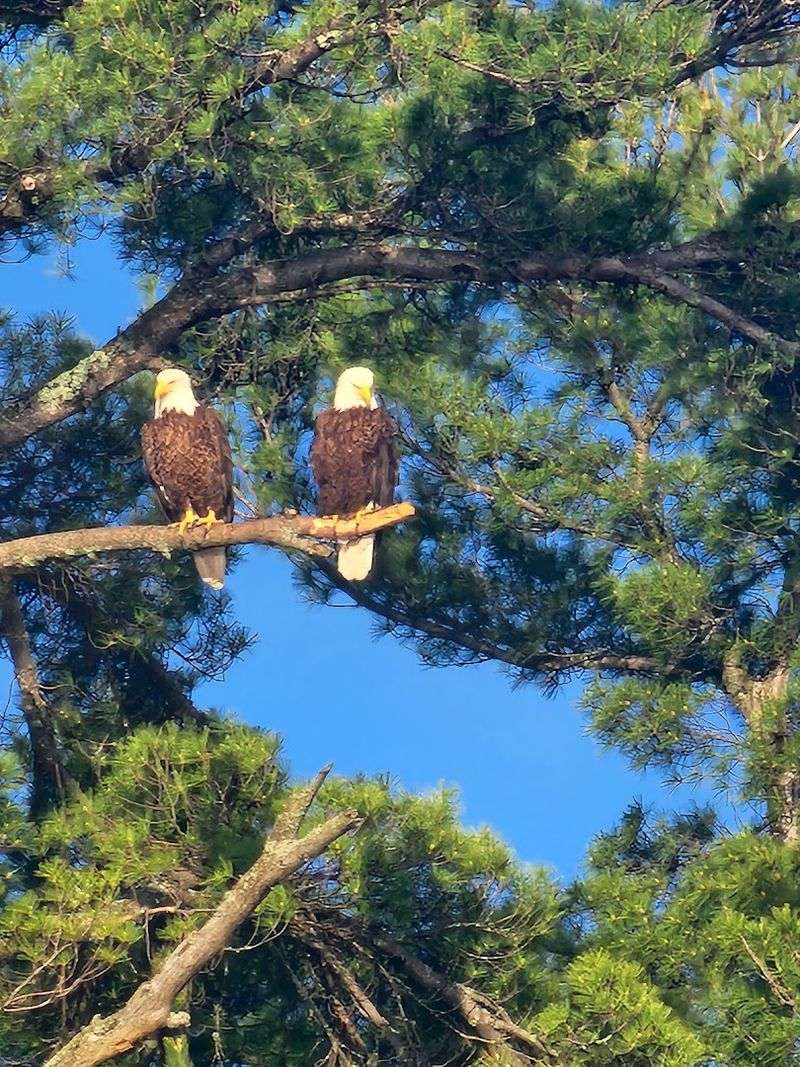 Wildlife Sightings Can Happen Along The Cruise
