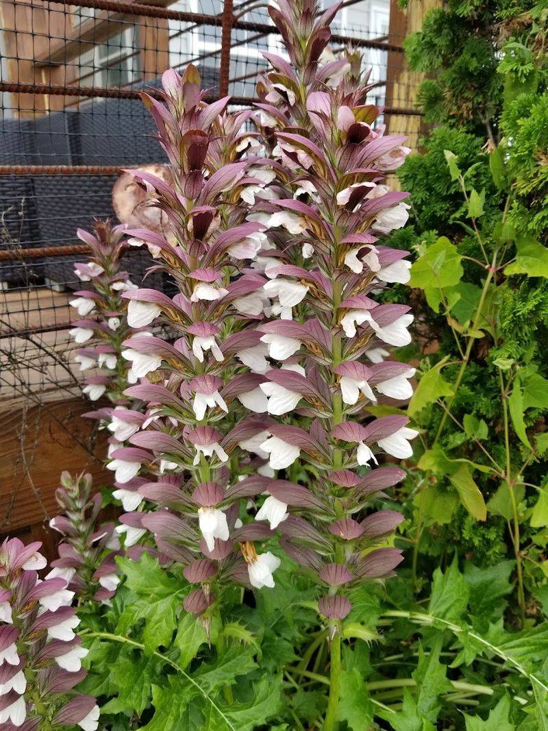 Unique Coastal Flora And Gardening Tips