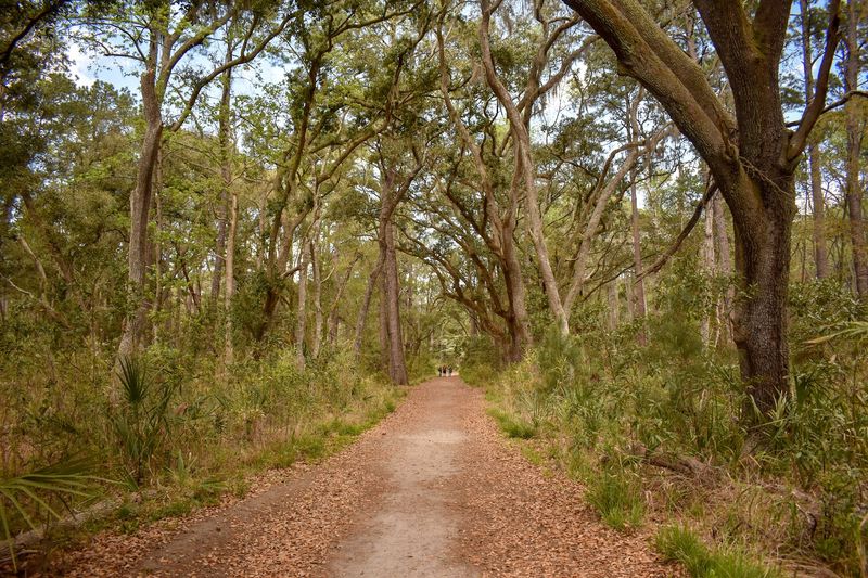 Tips For Preparing For Coastal Forest Adventures