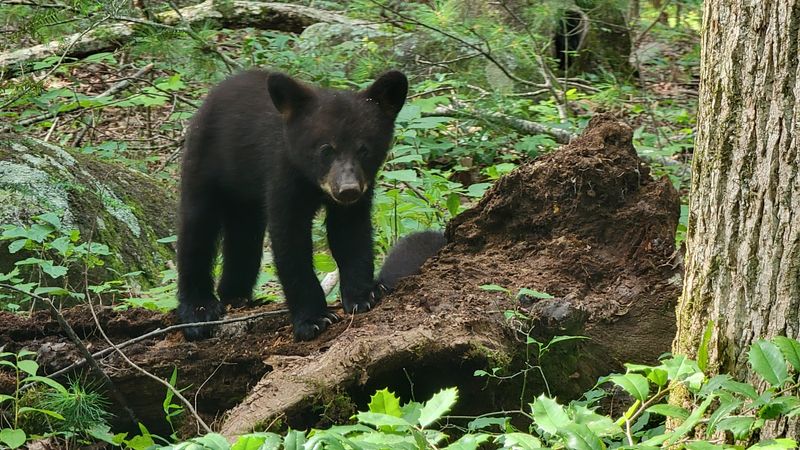 Wildlife Viewing Opportunities Along The Riverbanks
