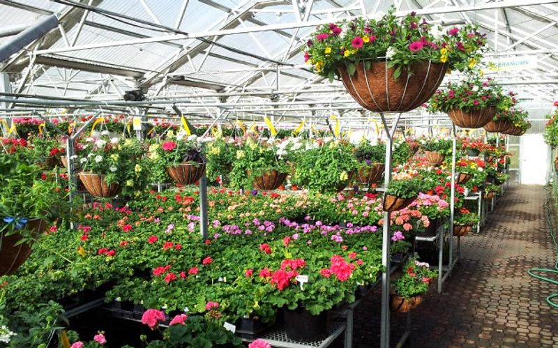 The Greenhouse Has Been Growing Since 1981