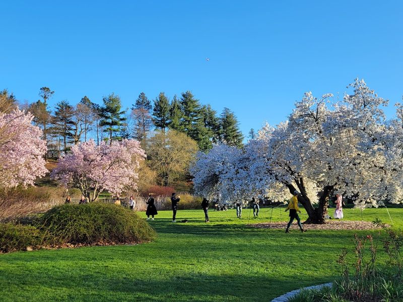 Arnold Arboretum Of Harvard University, Boston