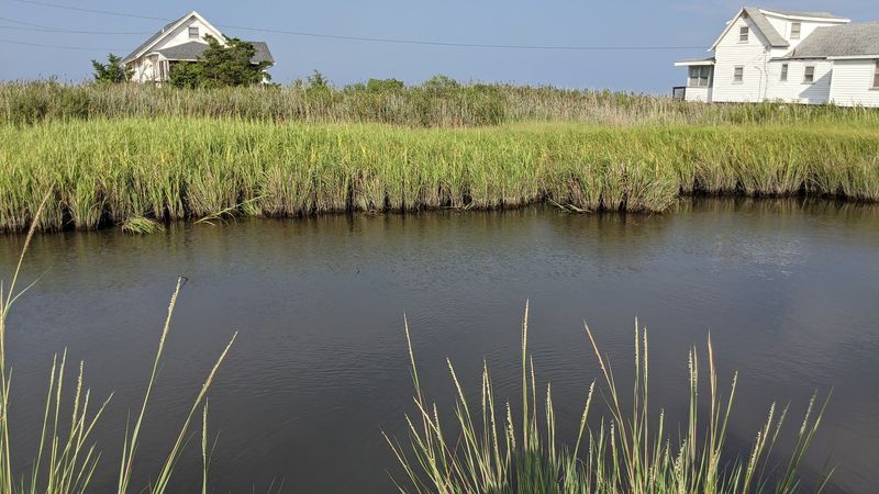 Local Wildlife Protecting Coastal Habitats