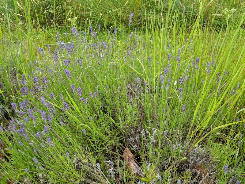 What Lavender Actually Does To Your Senses When You Are Surrounded By It