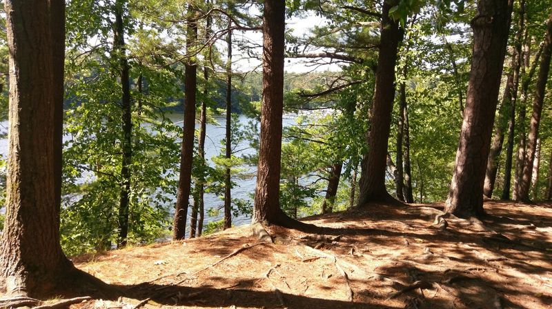 Bald Eagles And Wildlife That Make Every Walk Feel Like A Discovery