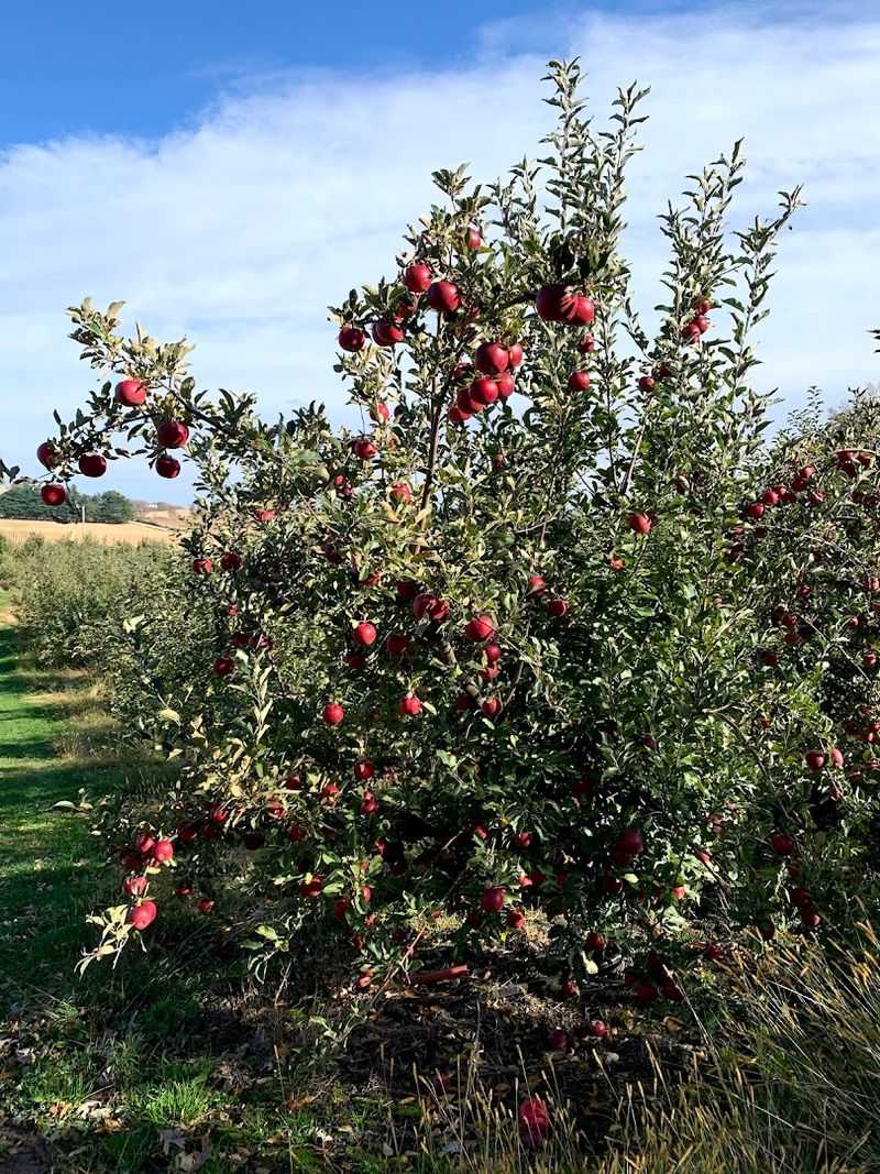 Lapacek's Orchard, Poynette