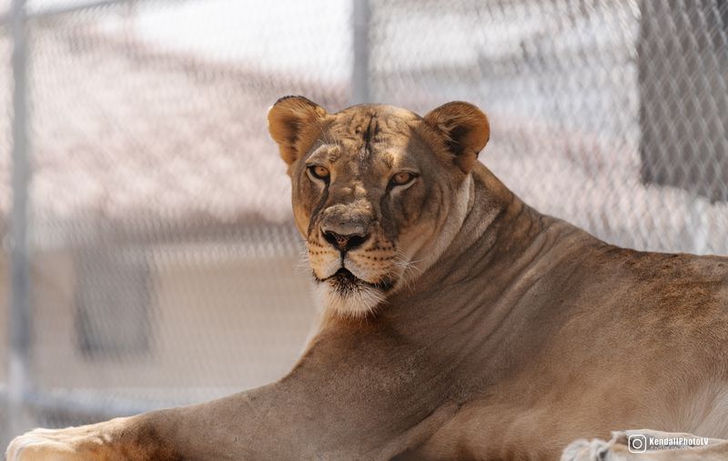The Lions Live In A Sanctuary Setting, Not A Traditional Zoo Exhibit
