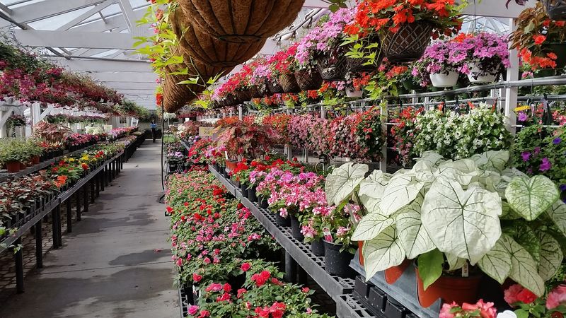 Plant Shopping Here Feels Bright, Colourful, And Fun