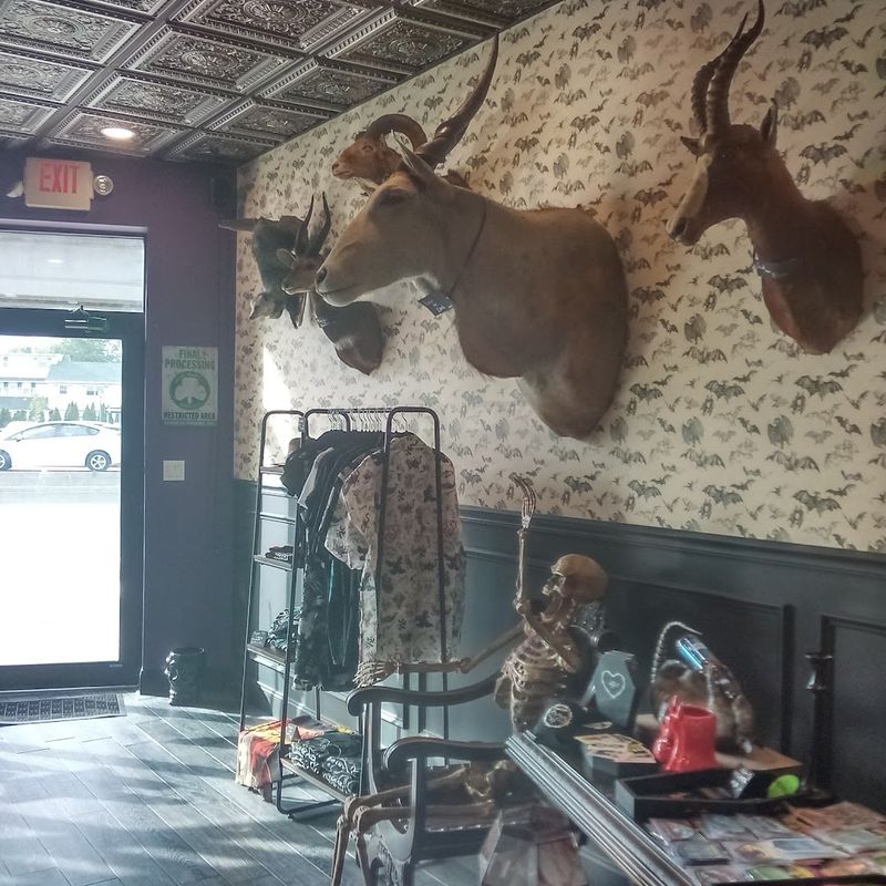Taxidermy And Oddities That Deserve A Closer Look