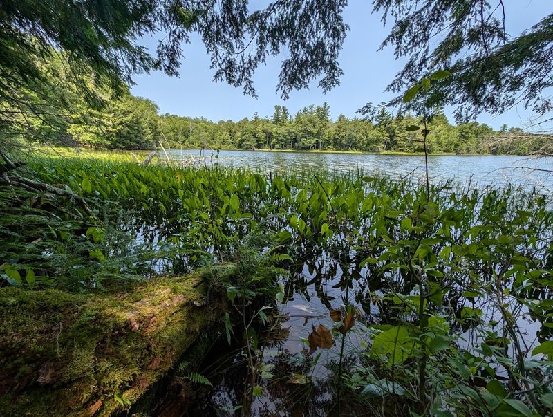 Local Wildlife And Nature Observation Opportunities