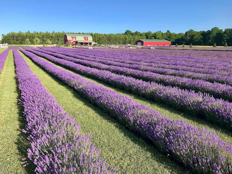 The Fields Are Made For Slow Walks And Pretty Photos