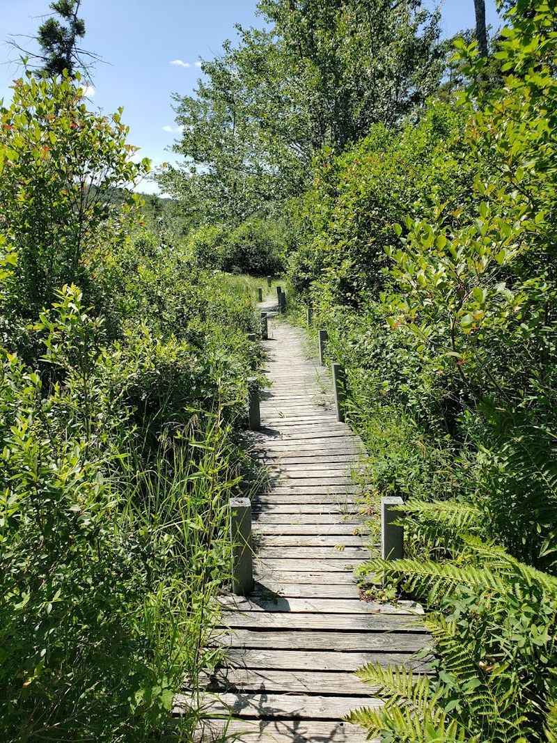 Hawley Bog, Hawley