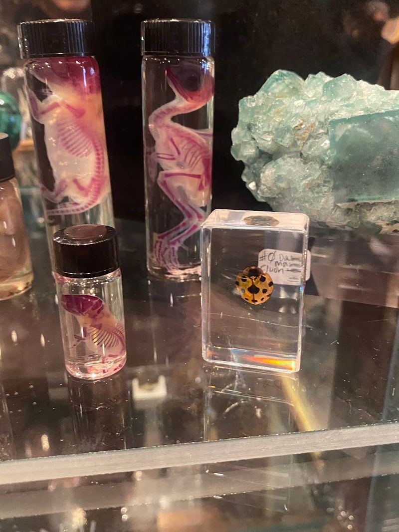 Wet Specimens And Preserved Insects That Belong In A Natural History Museum