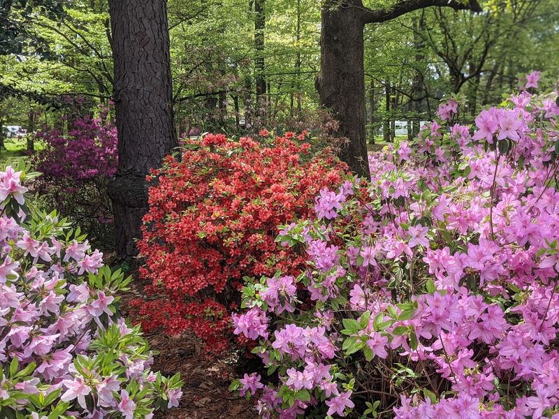 Azaleas That Transform The Garden Every April