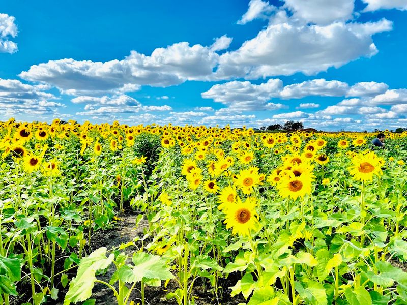 Millions Of Sunflowers Create A Golden Summer Scene