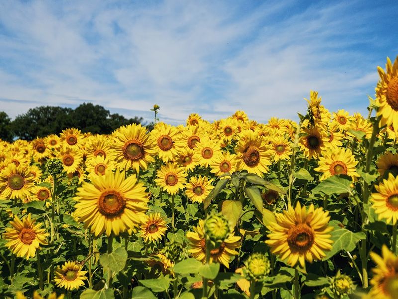 The 22-Acre Sunflower Field Is The Star Attraction
