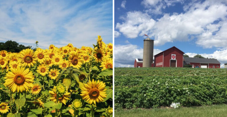 The 22-Acre Wisconsin Sunflower Field That Looks Straight Out Of A Postcard