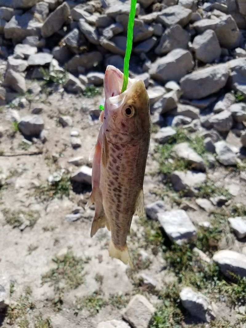 Rainbow Trout Are The Primary Fish Here