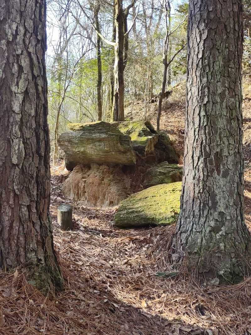 Camping Overnight In A Forest Older Than Human Memory