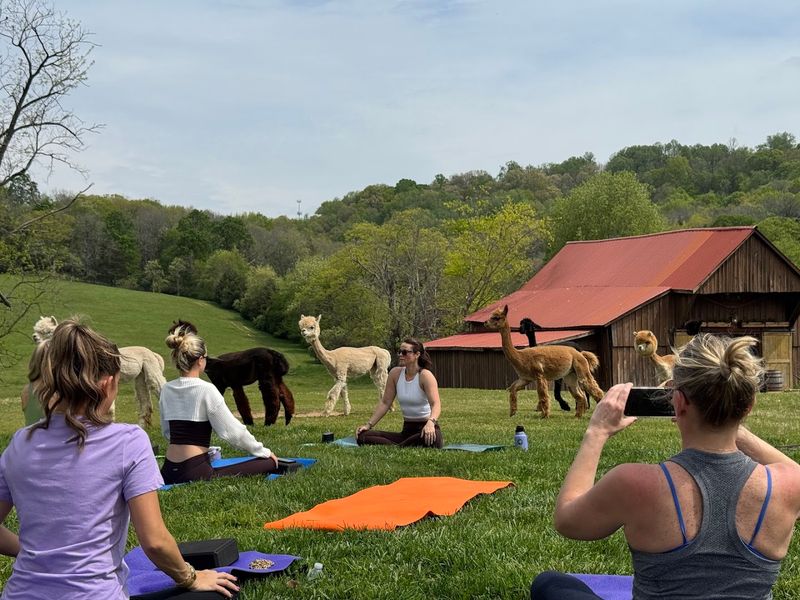 Alpaca Yoga Sessions That Bring Calm And Laughter In Equal Measure