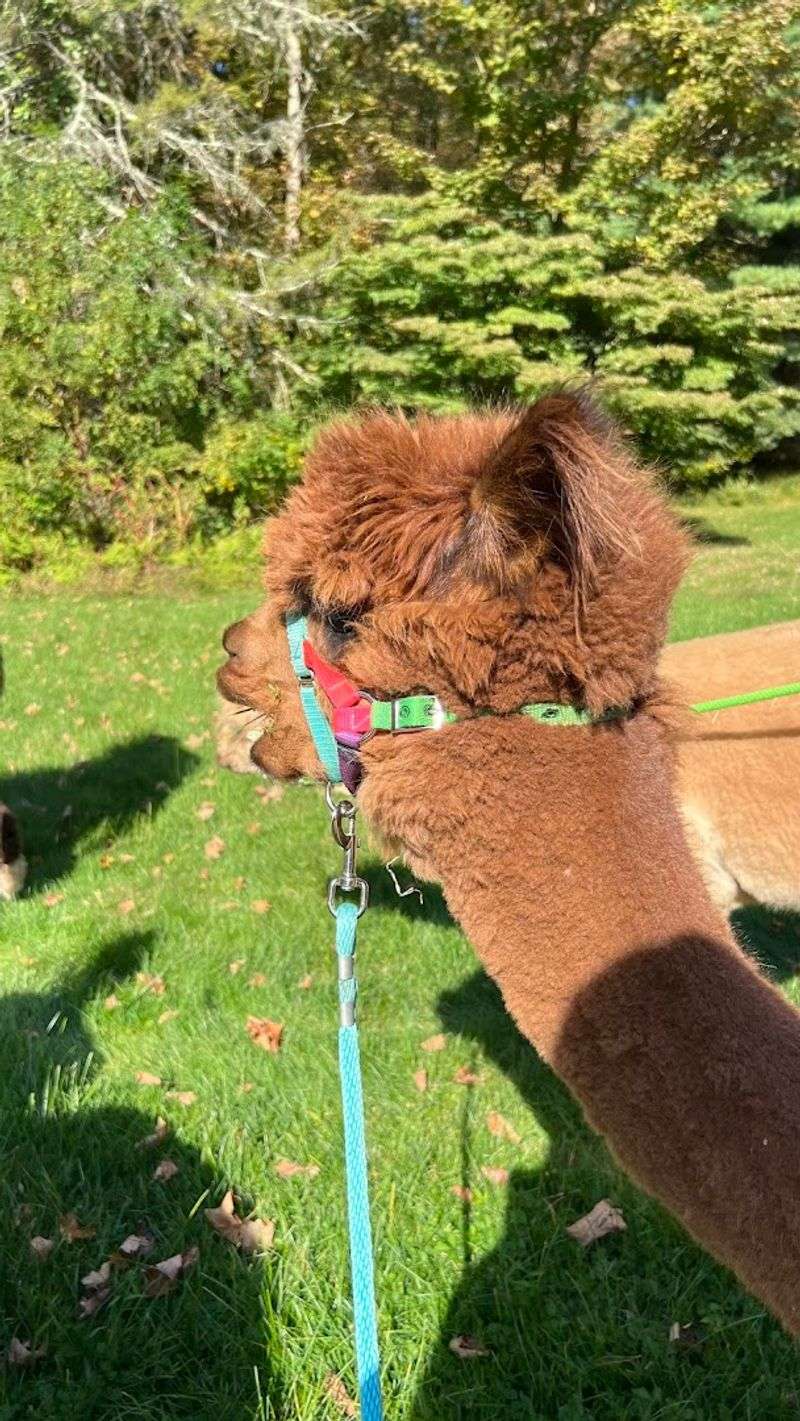 Guided Farm Tours For Every Age