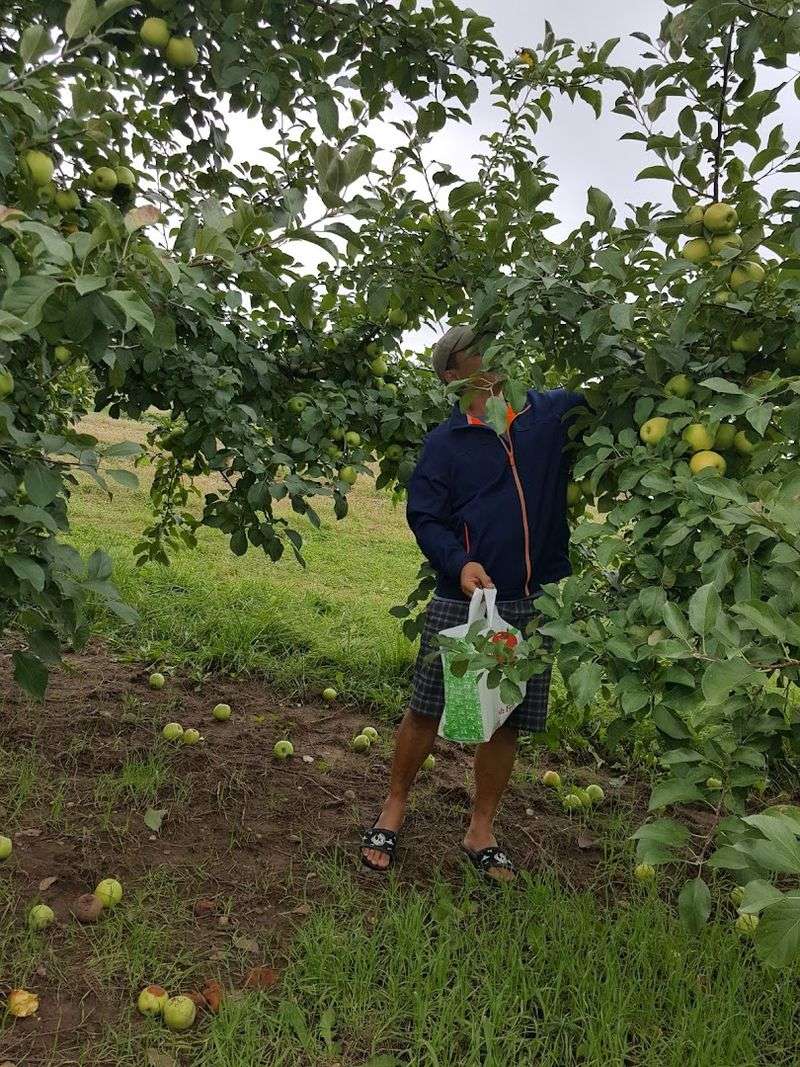 Pick-Your-Own Apples Make The Visit Feel More Hands-On