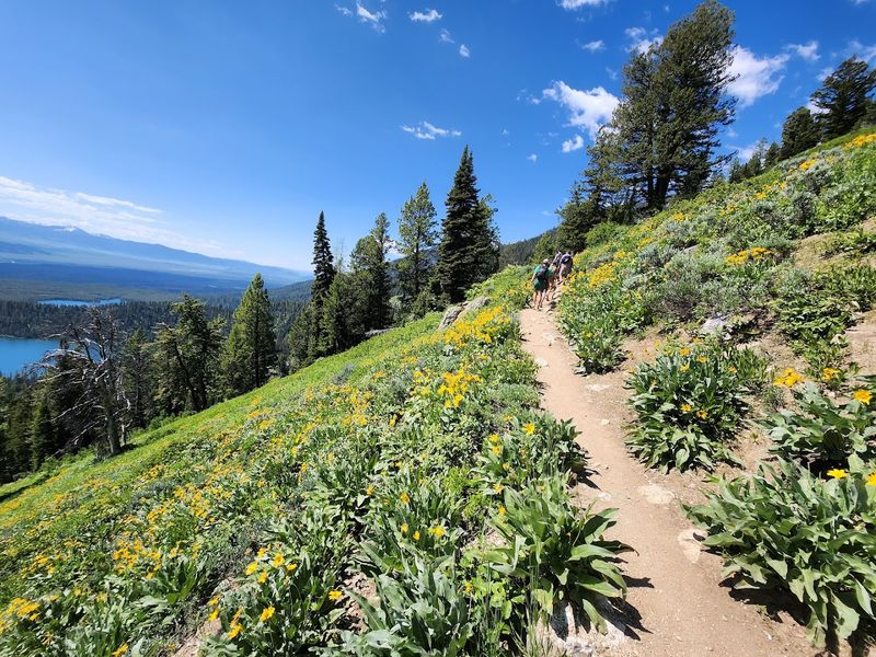 Flora And Fauna Unique To Mountain Meadows