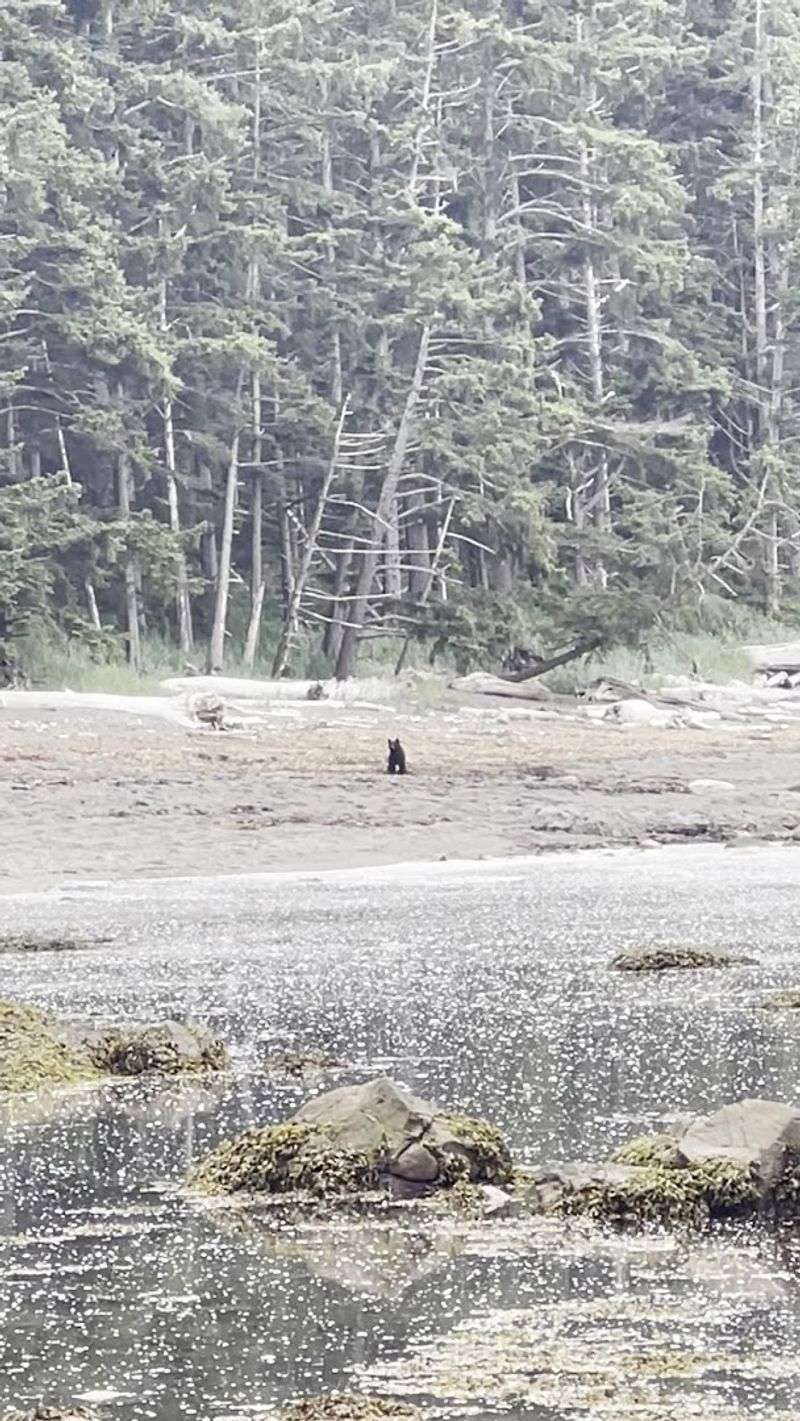 Wildlife You Might Actually Spot