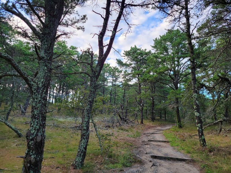 The Pitch Pine Forest And Its Unexpected Fragrance