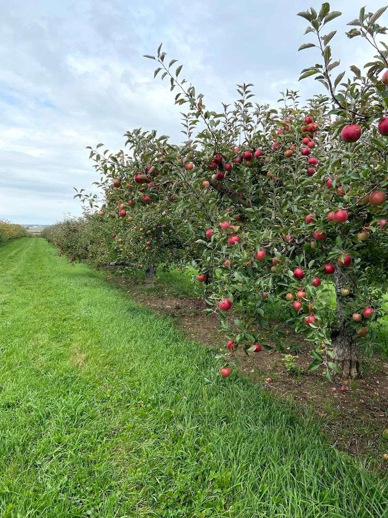 Apple Cider Adds To The Classic Orchard Experience