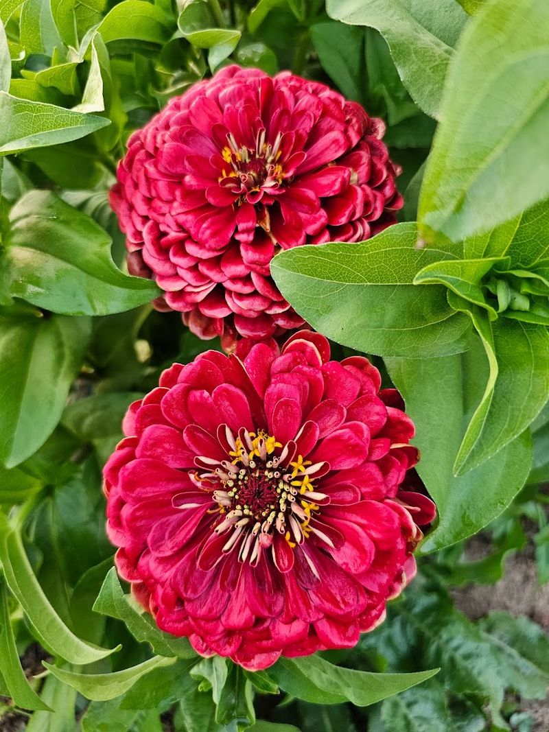 Dahlias Are One Of Its Standout Blooms