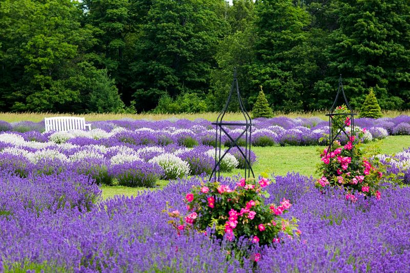 More Than 20,000 Lavender Plants Fill The Fields
