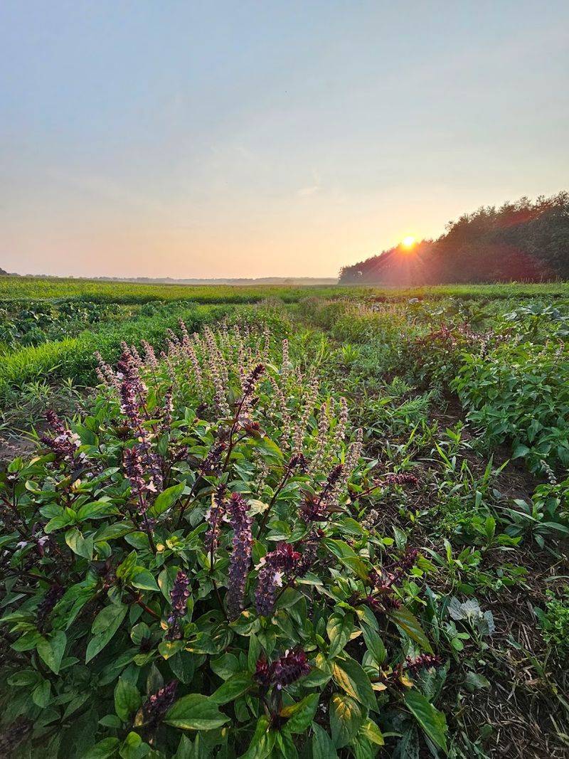 It Is A Photo-Worthy Stop For Flower Lovers