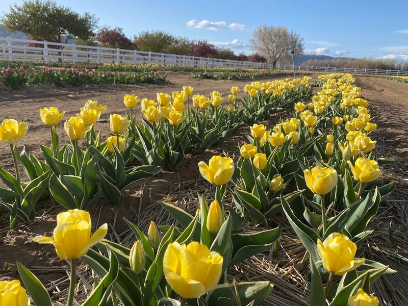 Tulip Festival Brings Bright Spring Colour To Sparks