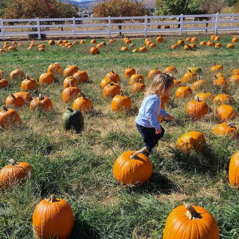Fall Brings Pumpkins, Corn Mazes, And Harvest Fun