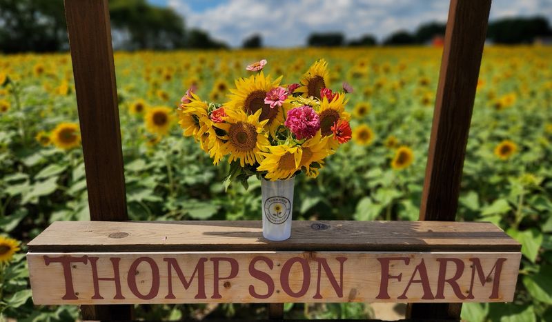 Sunflower Picking Adds A Hands-On Part To The Visit