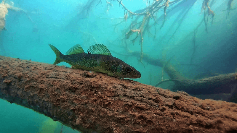 Wisconsin's Deepest Inland Lake Has A Big Surprise