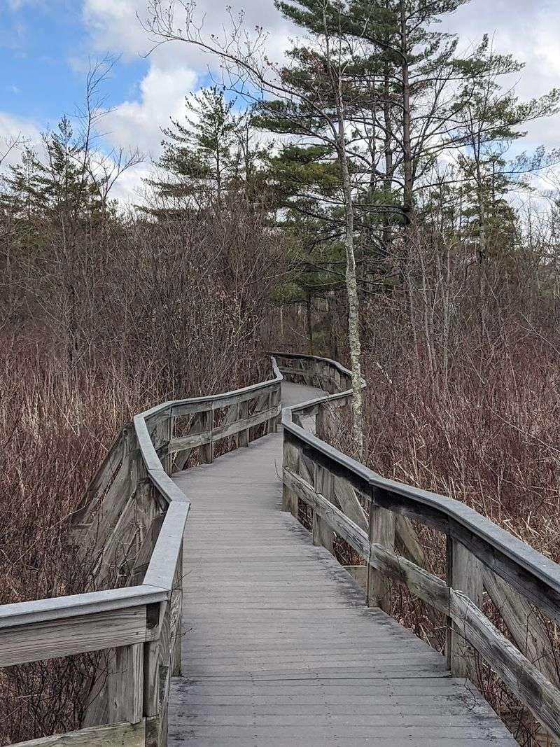 Labrador Pond Viewed From The Boardwalk