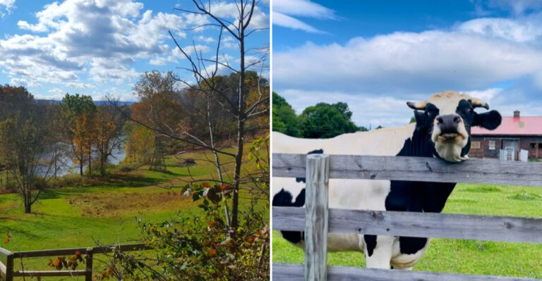 The Heartwarming New York Sanctuary Where Rescued Animals Finally Have A Chance To Feel Safe