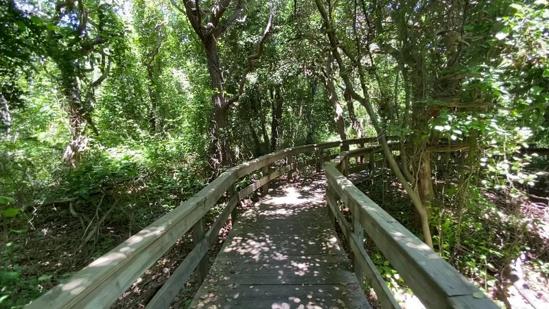 A Forest Unlike Anything You Have Seen Before