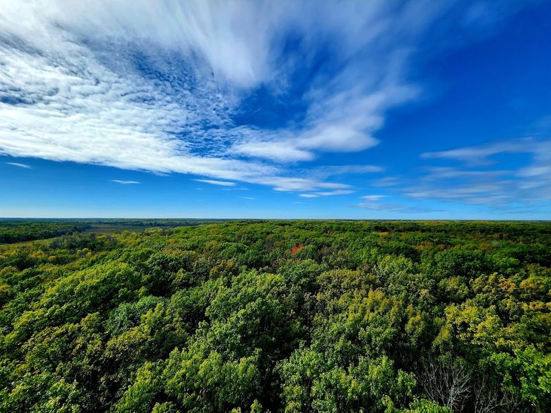 Flora Diversity In The Wilderness
