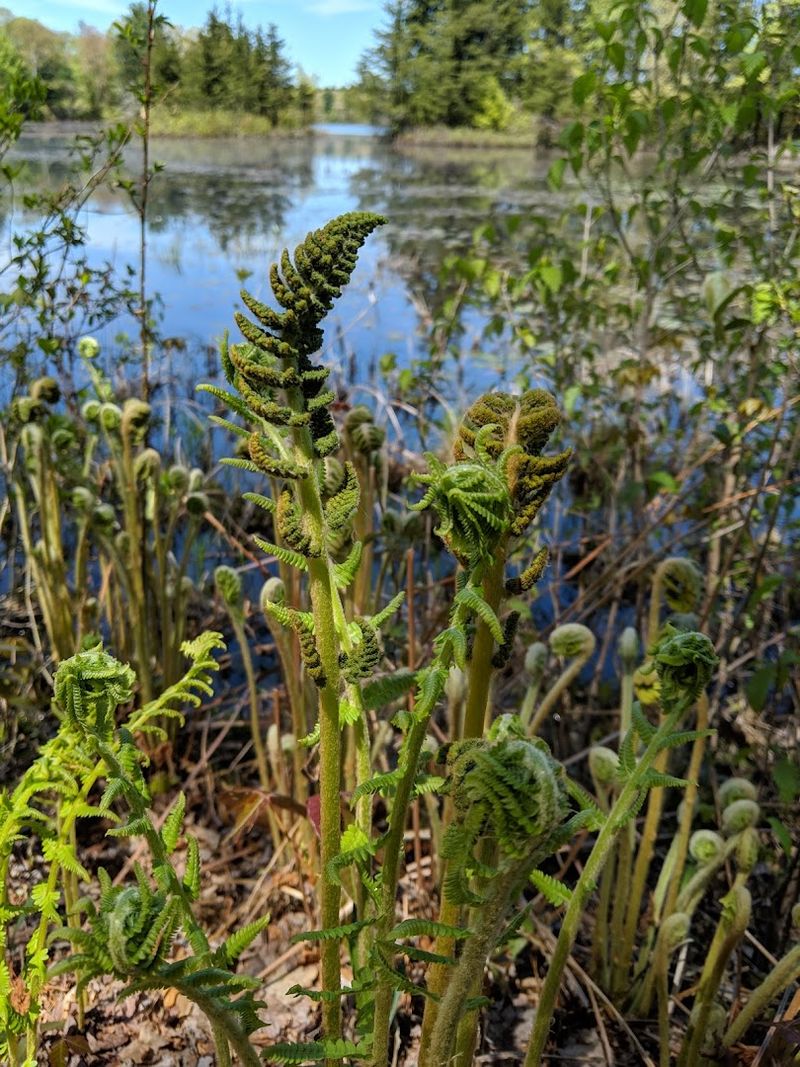 Spring On The Trail Brings Wildflowers And Birds