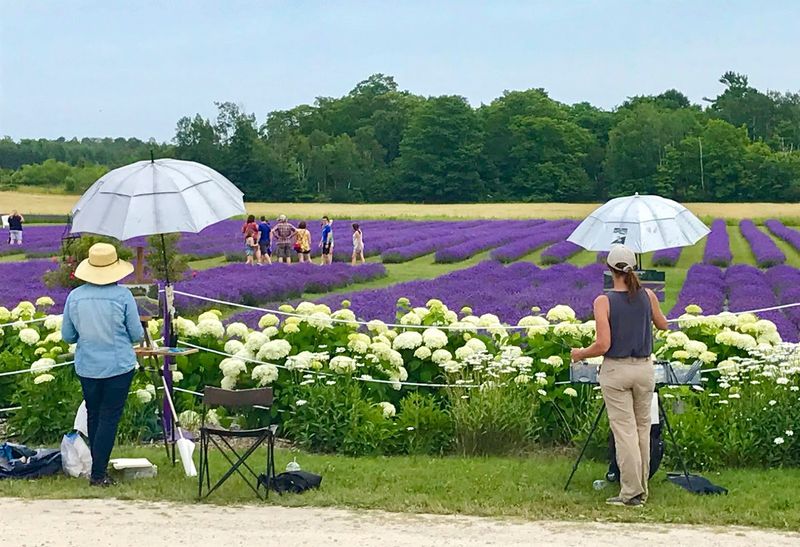 Summer Is The Best Time To See The Lavender In Bloom
