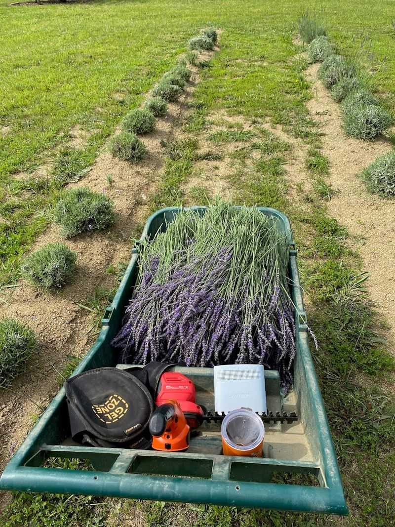 U-Pick Events That Turn A Farm Visit Into A Real Experience